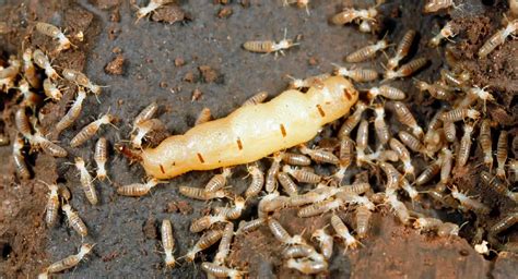 Types of Termites in the Philippines .